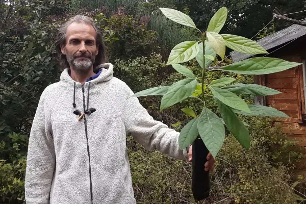 Pépinière Avocatiers des Neiges