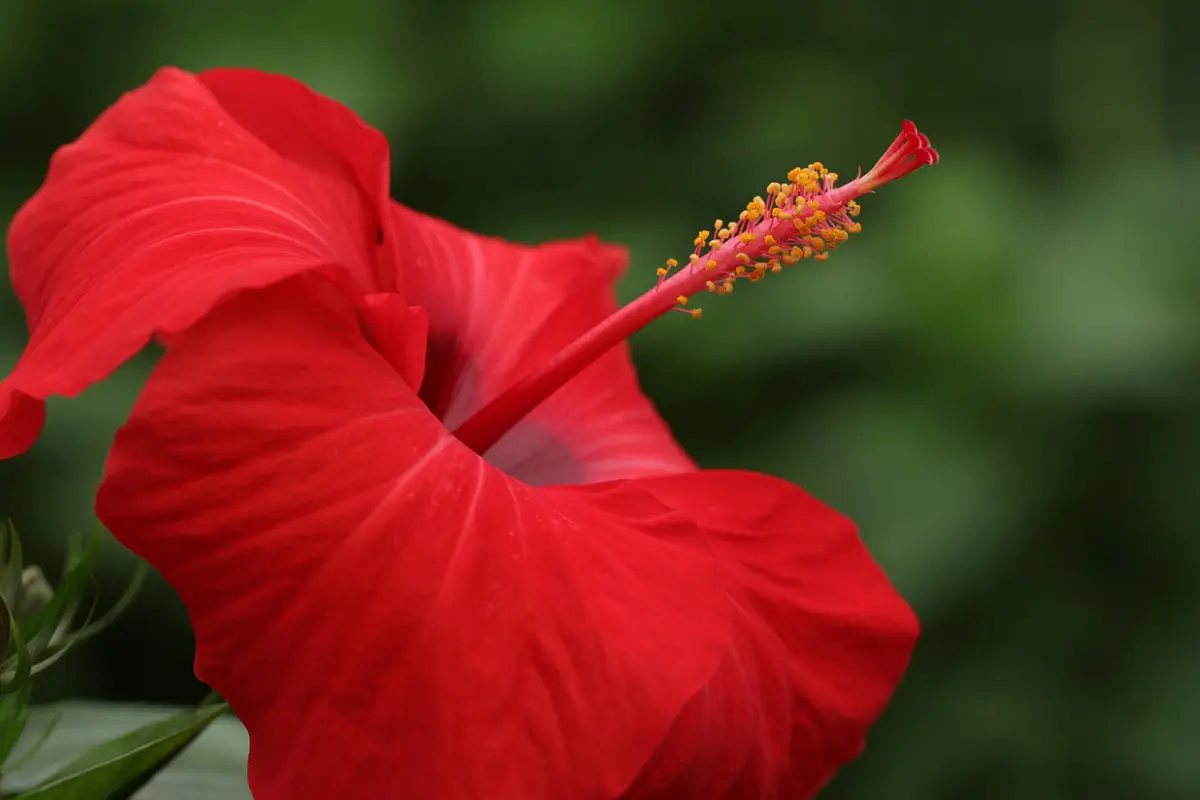 Pépinère A l'ombre des figuiers