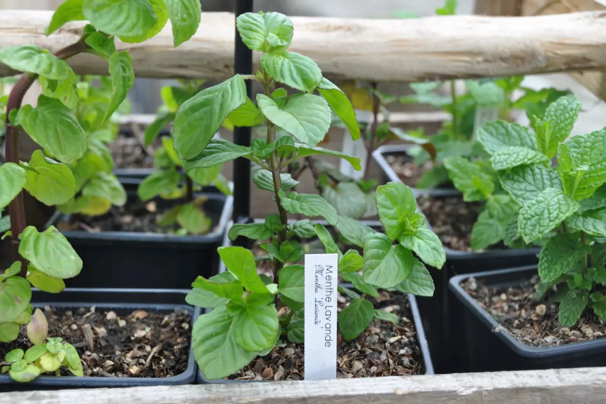 Pépinière Envie de Potager