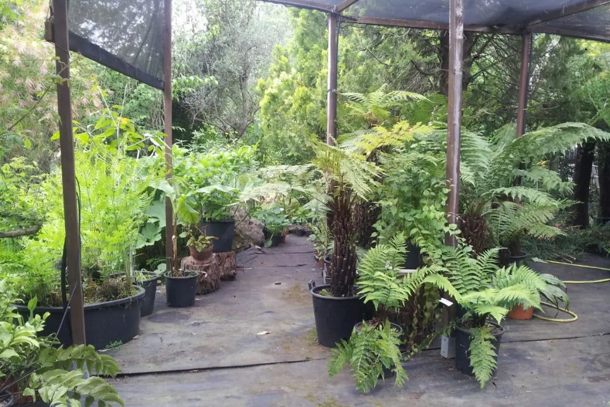 Pépinière Ezavin, Le Monde des Fougères