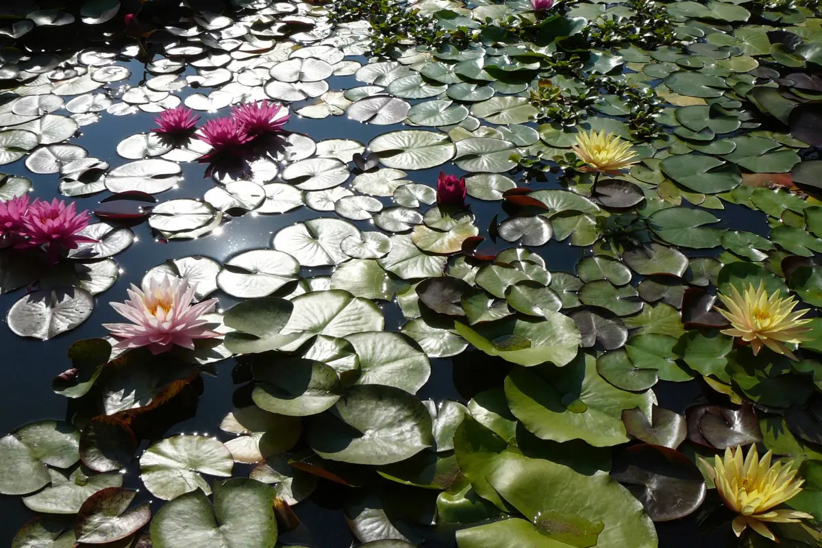 Pépinière Féerie Végétale