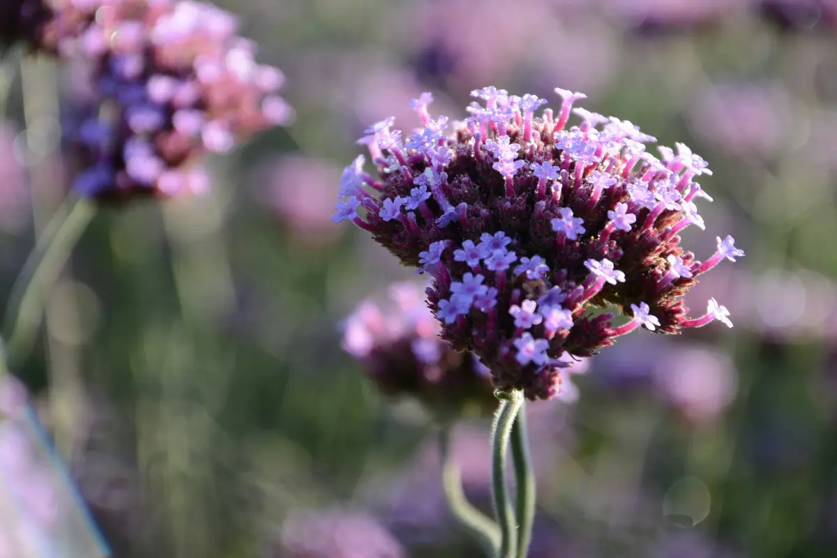 Pépinière Gissinger