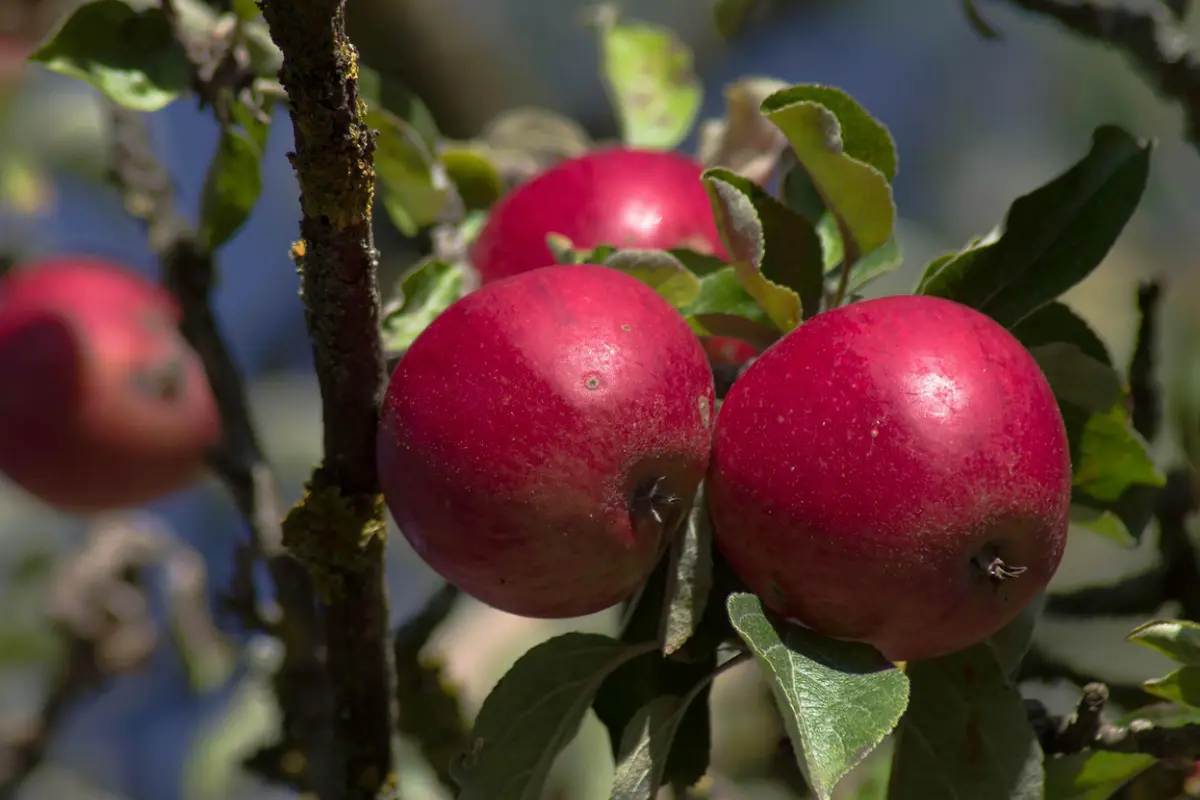 Pépinière Les Bons Plants
