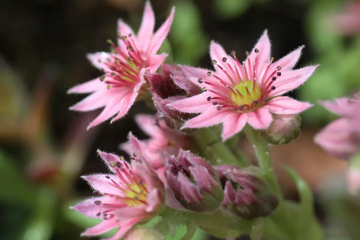 Pépinière Patrick Nicolas