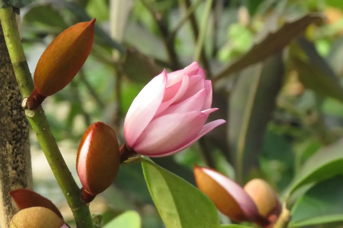 Pépinières de Saint-Méloir