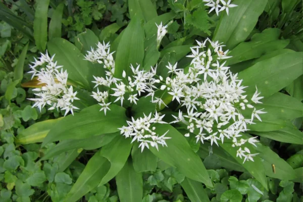 Pépinière Saveurs Vivaces