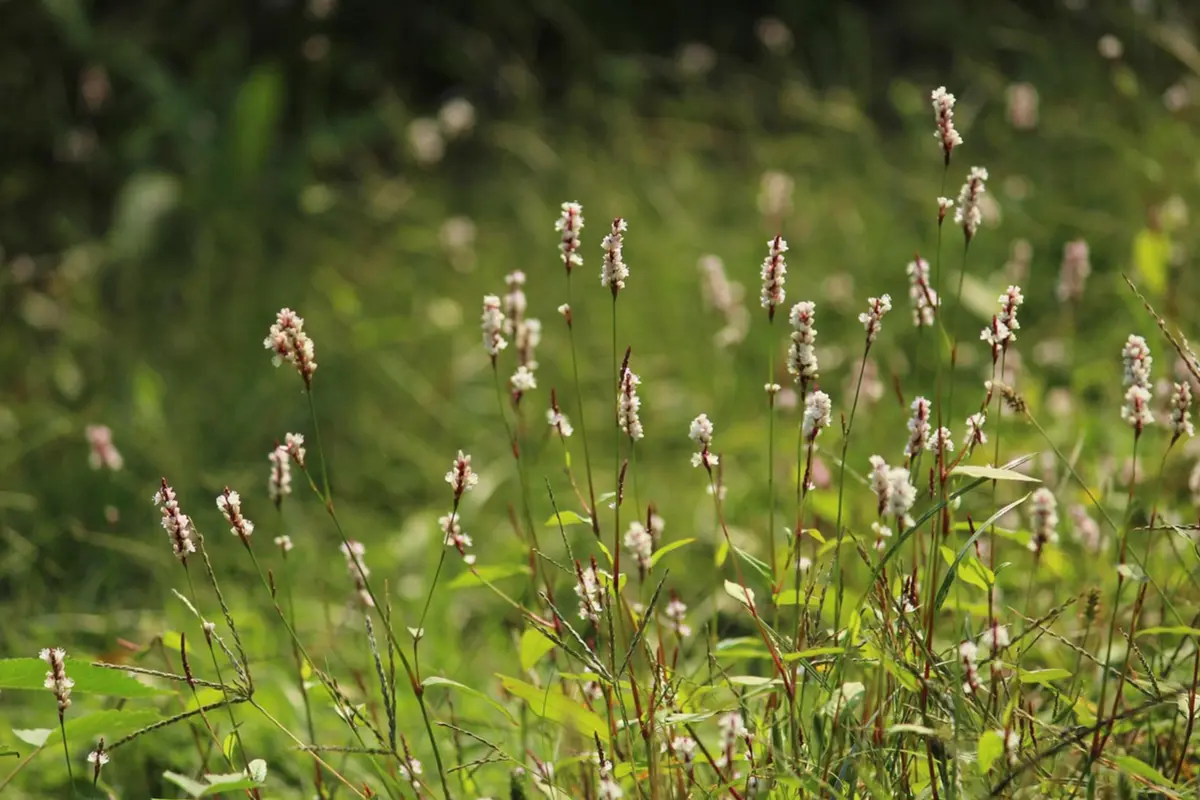 Pépinière Sylvatica Plantes