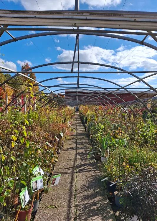 Les végétaux de Tisserant Romaric