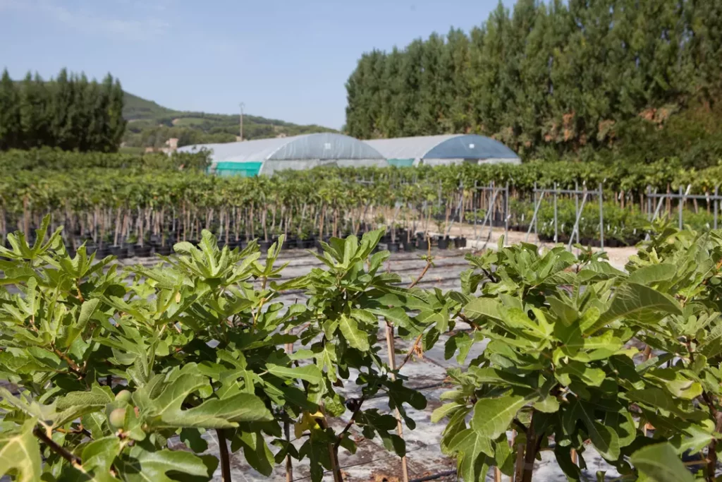 P&eacute;pini&egrave;res Baud