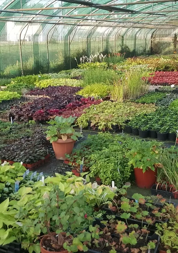 Les plantes des P&eacute;pini&egrave;res Boutin