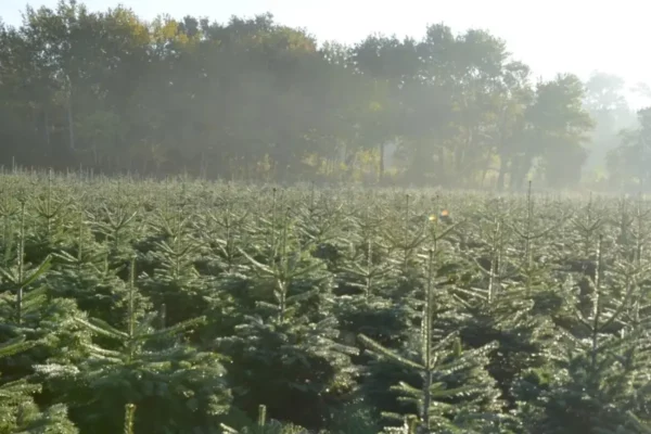 Les Pépinières Bugnon