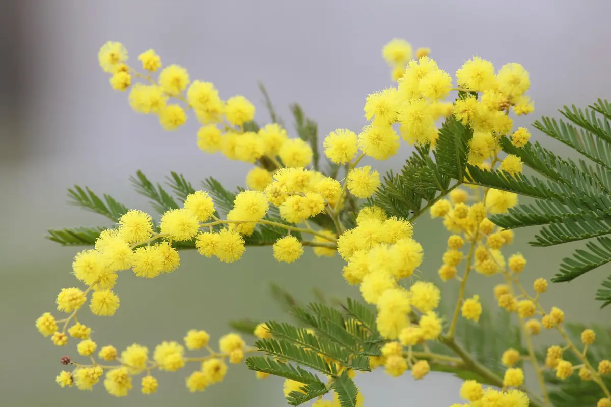Pépinières Cavatore