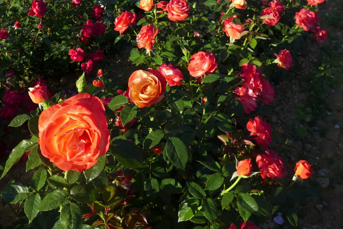 Les Pépinières de la Guérinais