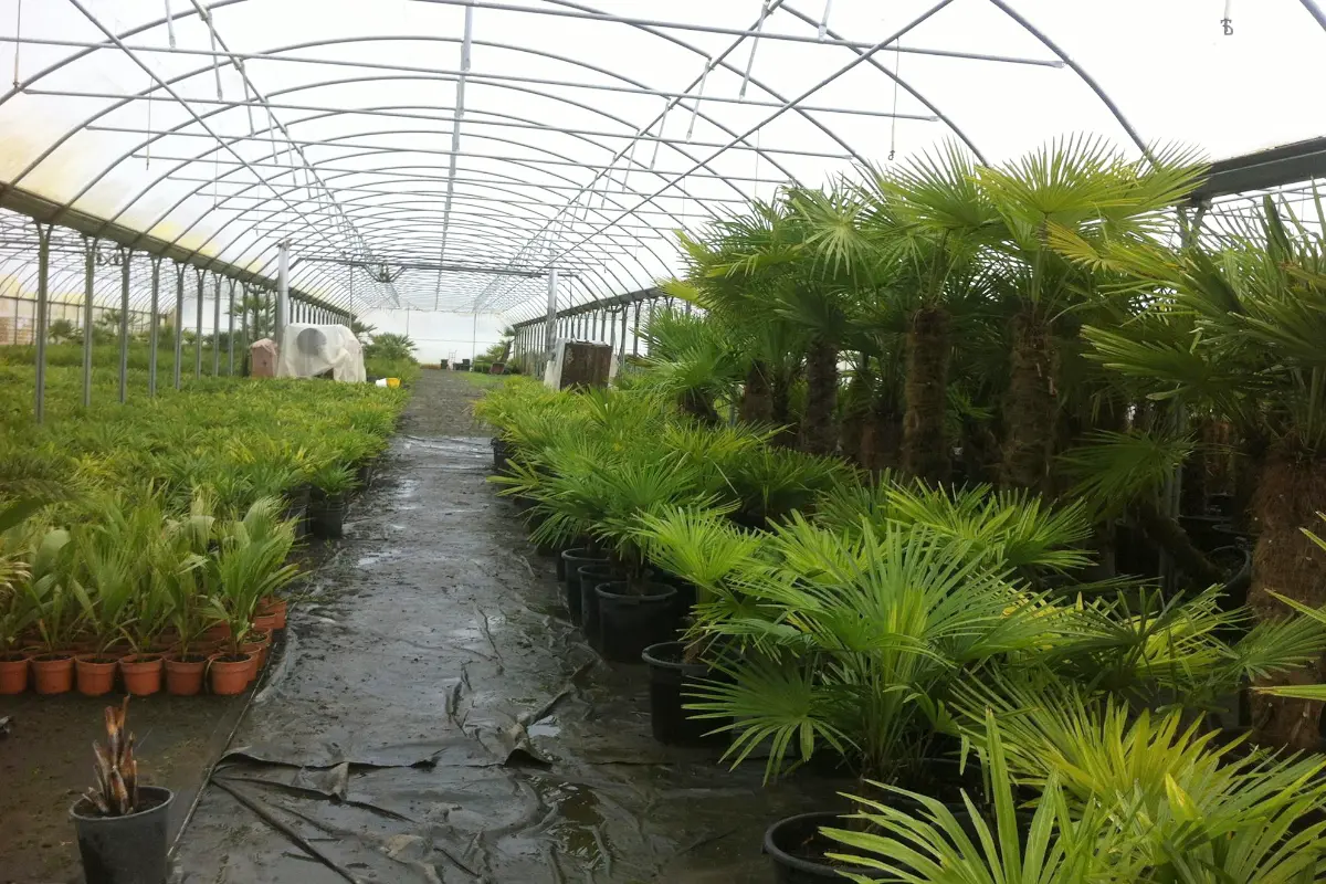 Pépinières La Palmeraie Zen