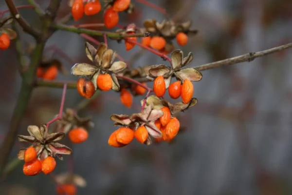 Pépinières de Vair-sur-Loire