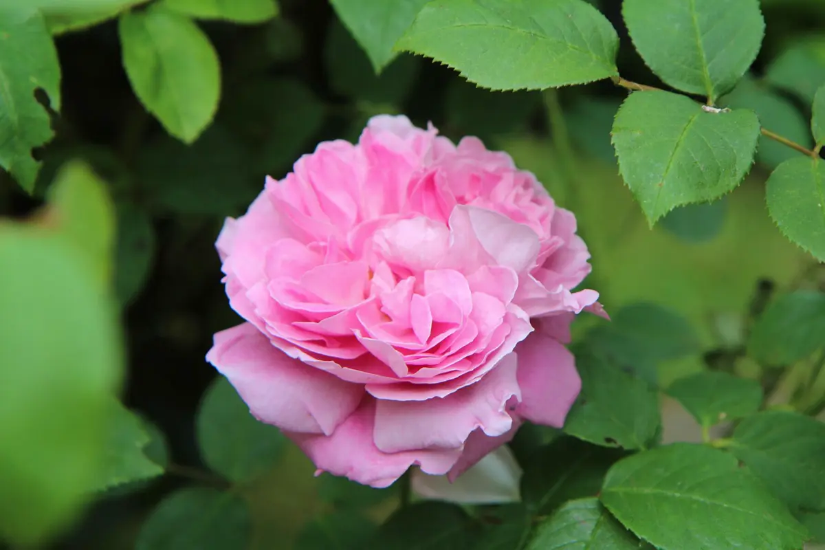 Pépinières et roseraies Georges Delbard