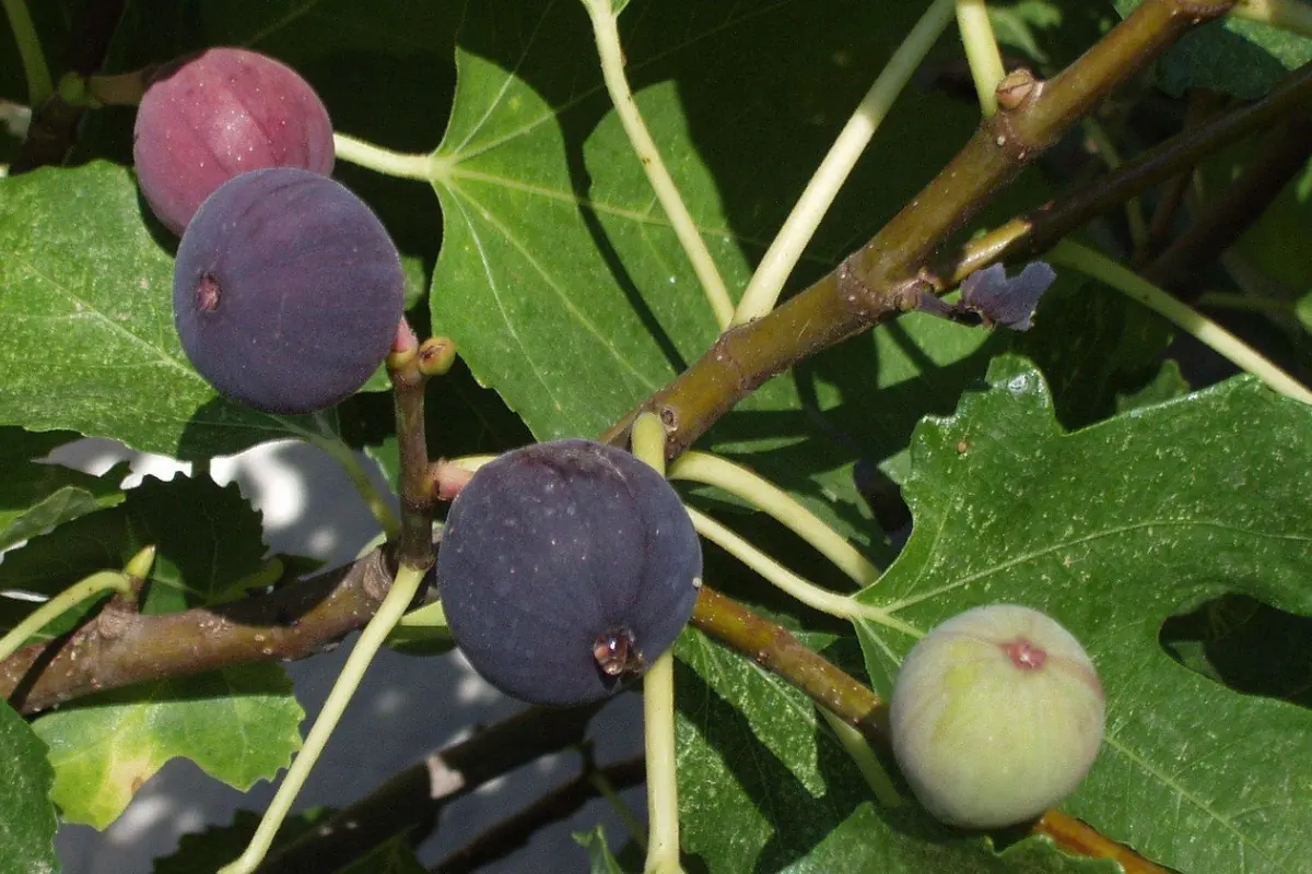Les Pépinières Figoli