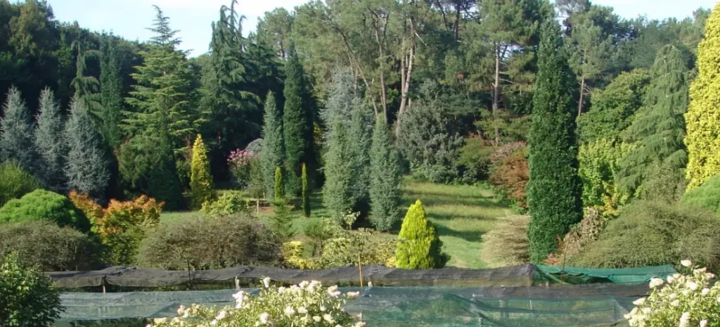 P&eacute;pini&egrave;res Maymou