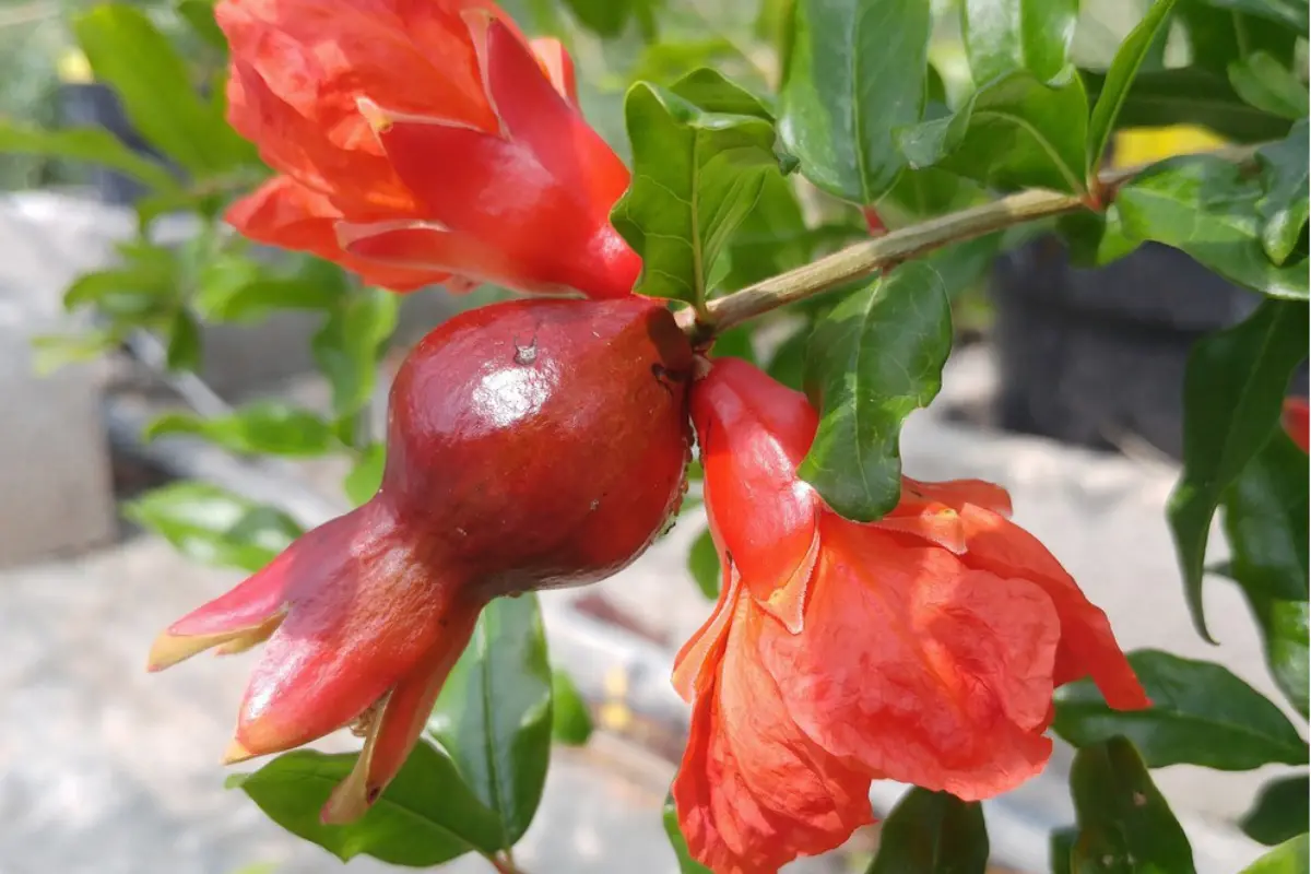 Les Pépinières Quissac