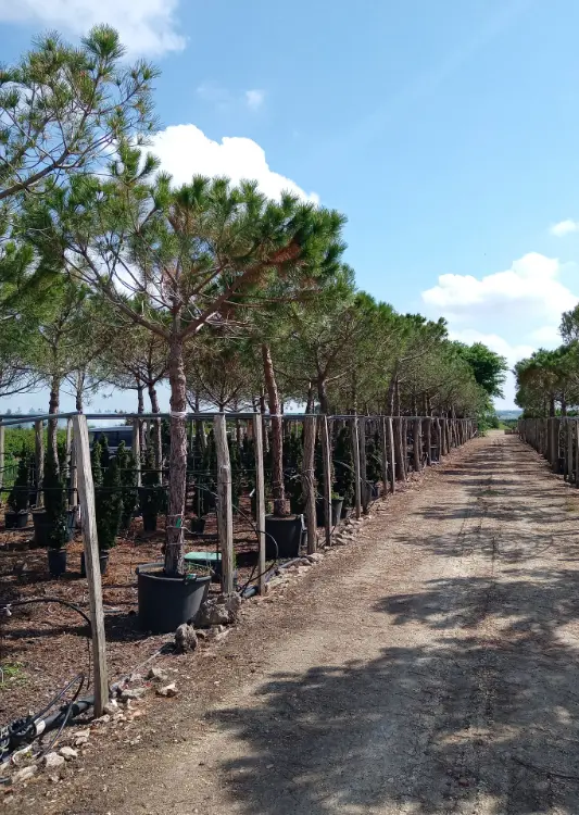 Pins parasols des P&eacute;pini&egrave;res Bugnon