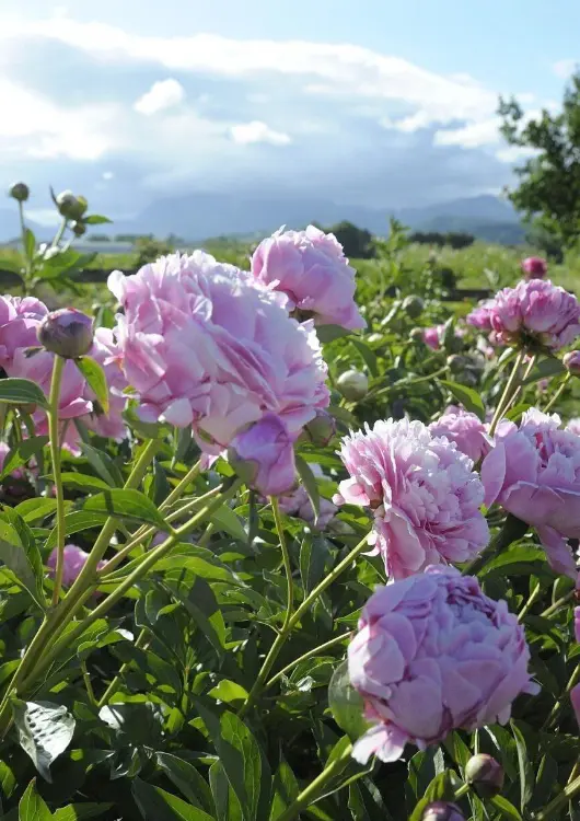 Les pivoines de Pivoines Rivi&egrave;re
