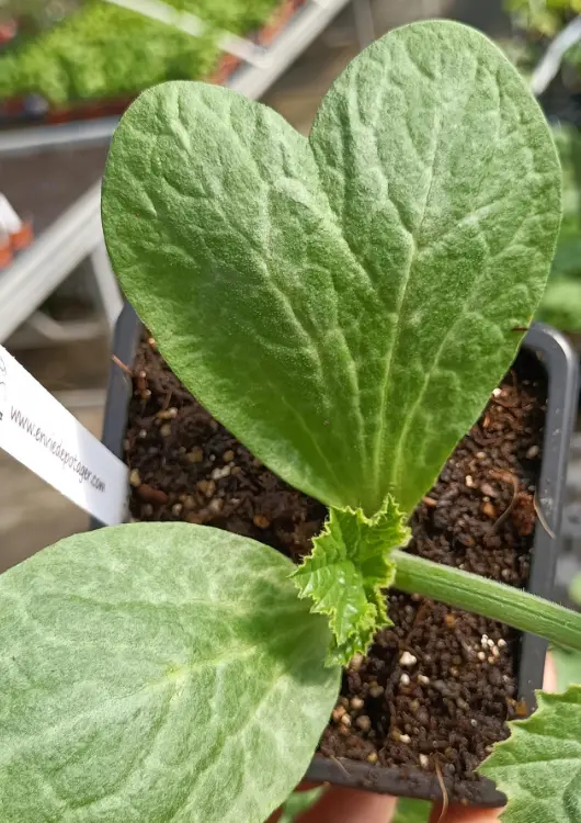 Les plants potagers de la p&eacute;pini&egrave;re Envie de Potager