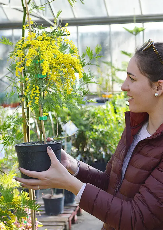 Mimosas des P&eacute;pini&egrave;res Cavatore