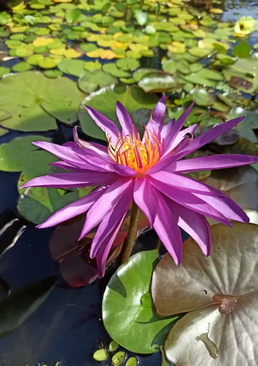 Les plantes aquatiques de F&eacute;erie V&eacute;g&eacute;tale