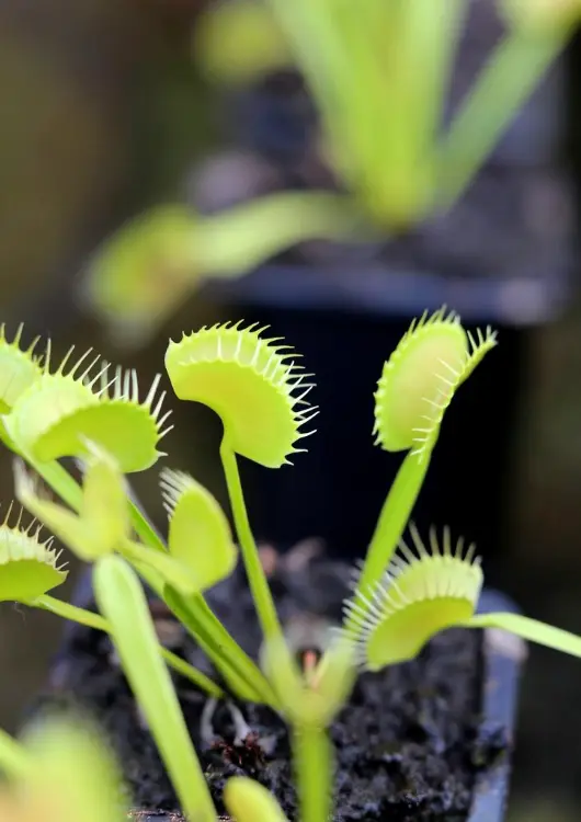 Les plantes de la p&eacute;pini&egrave;re Karnivores