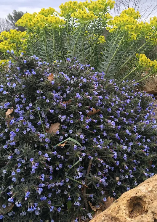 Les plantes de la P&eacute;pini&egrave;re de l'Armalette