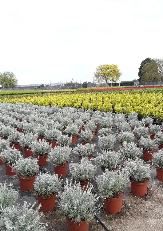 Les plantes des Pépinières Croux