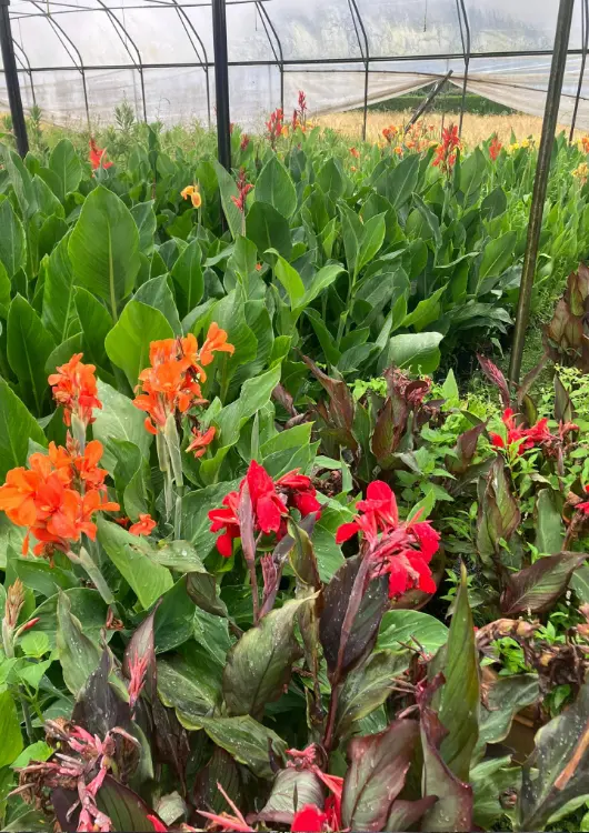 Plantes exotiques des P&eacute;pini&egrave;res La Palmeraie Zen
