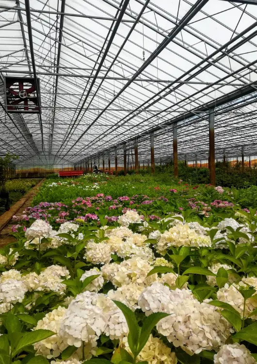 Les plantes des P&eacute;pini&egrave;res Dauguet