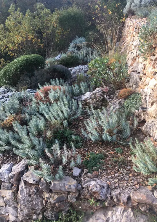 Les plantes de la P&eacute;pini&egrave;re de l'Armalette