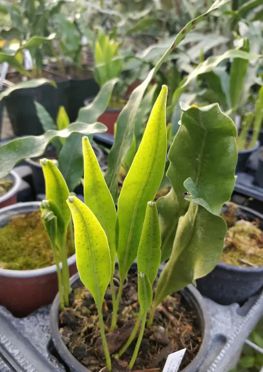 Les plantes de la P&eacute;pin&egrave;re Ezavin, le Monde des Foug&egrave;res