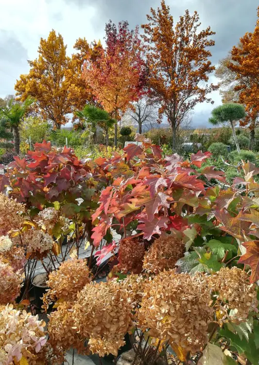 Les v&eacute;g&eacute;taux de la P&eacute;pini&egrave;re Gissinger