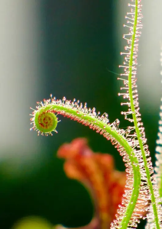 Les plantes de la p&eacute;pini&egrave;re Karnivores