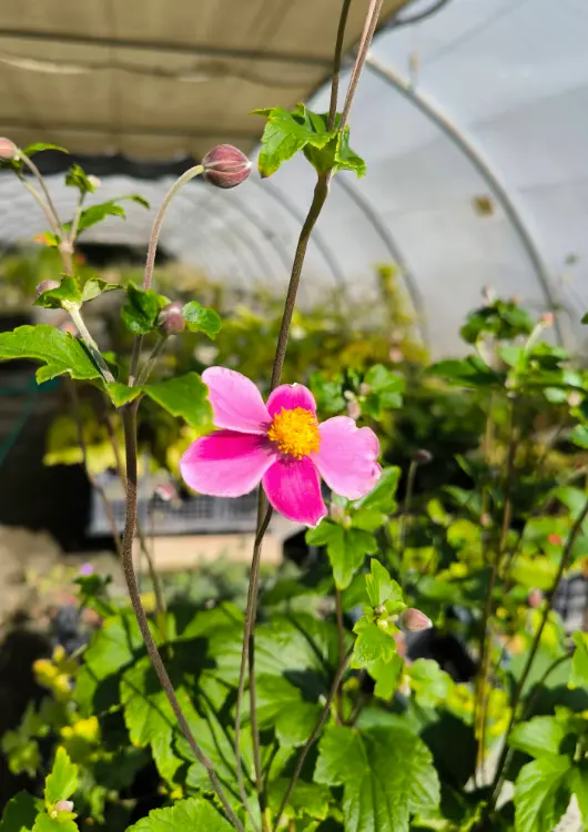 P&eacute;pini&egrave;re La Soldanelle