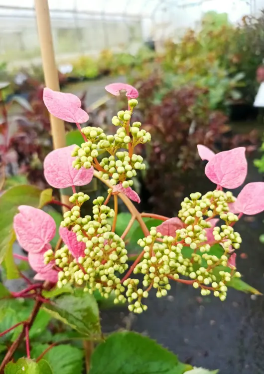 Les plantes de la p&eacute;pini&egrave;re &Ocirc; Flor et Sens