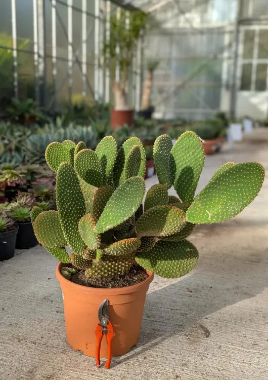 Les plantes de la pépinière A l'ombre des figuiers