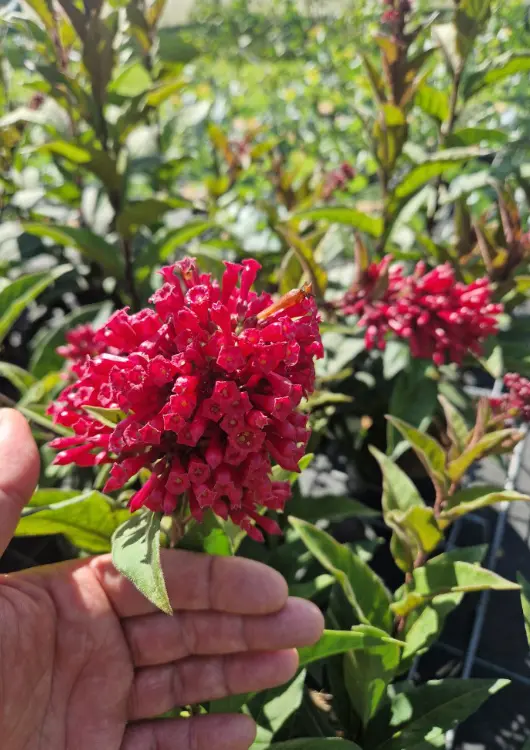 Les plantes de la P&eacute;pini&egrave;re de Saint-M&eacute;loir