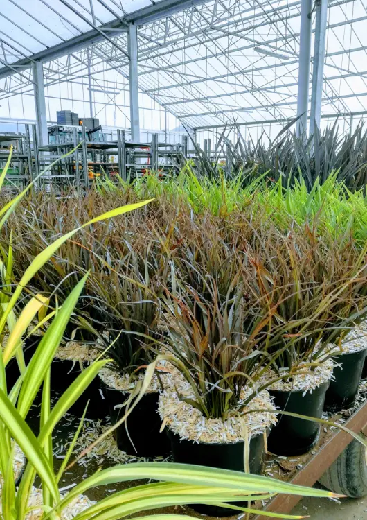 Les plantes des P&eacute;pini&egrave;res Dauguet