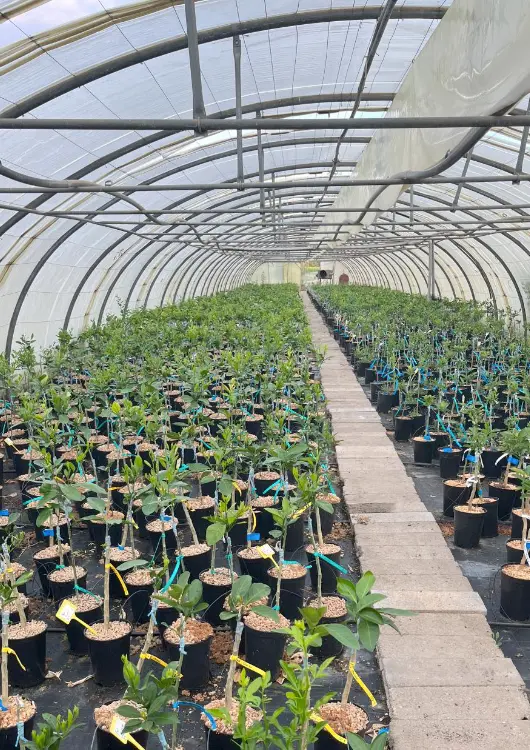 Les plants d'Agrumes Vessi&egrave;res