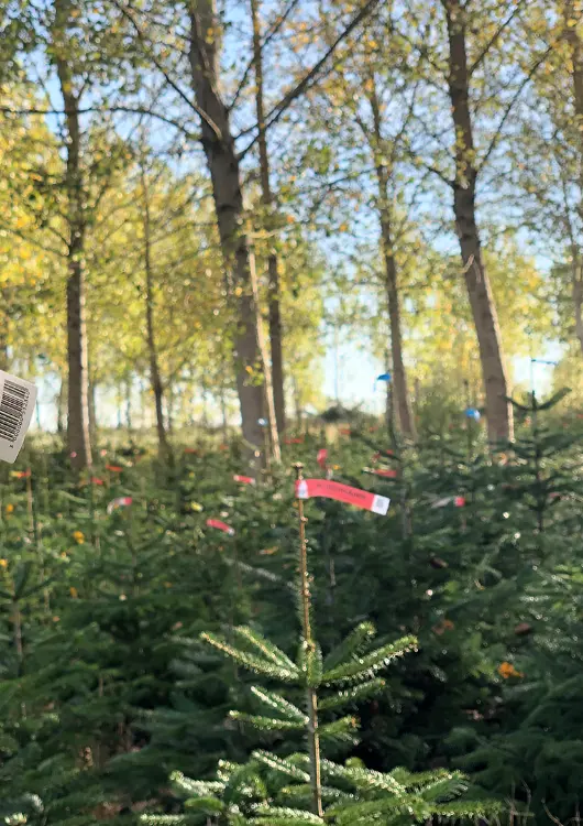 Culture de sapins naturels