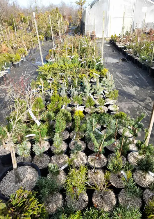 Les productions de la pépinière Atypique Flore