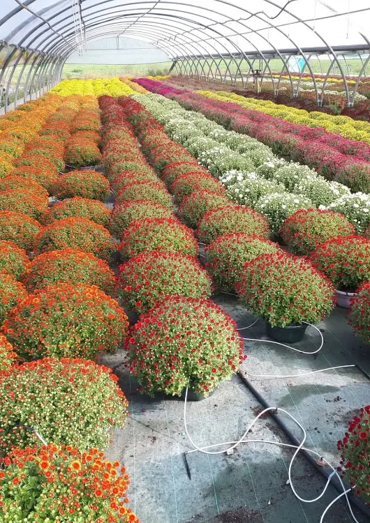 La production de chrysanth&egrave;mes du Jardin de Chauffin