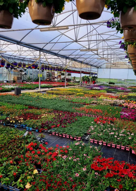 Production horticole chez Xena Floral