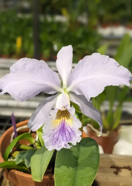 Les Orchid&eacute;es de la Belle &Eacute;toile