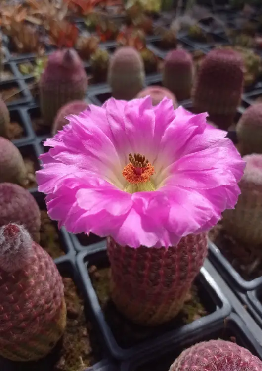 Les productions de F&eacute;erie V&eacute;g&eacute;tale