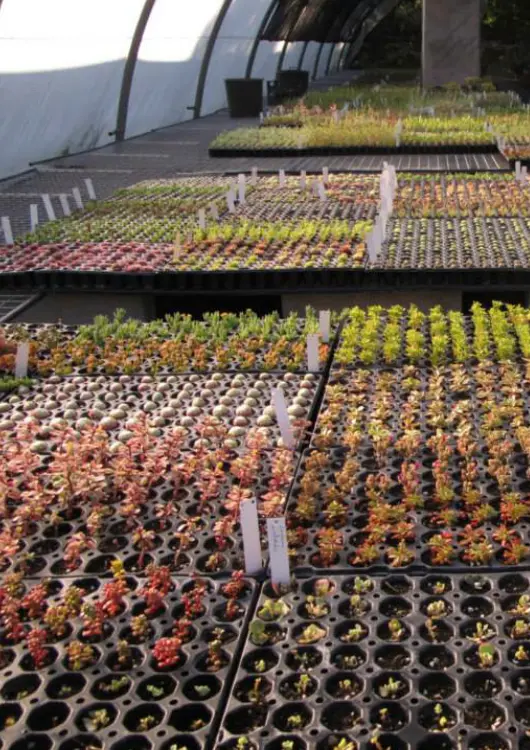 P&eacute;pini&egrave;re La Soldanelle